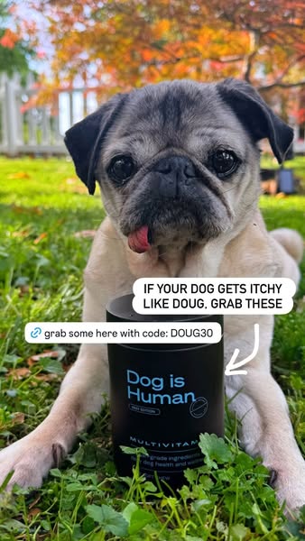 Doug The Pug ad