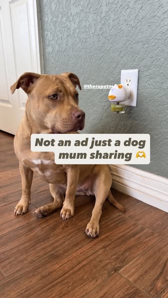 ANGELA � ADAN ad