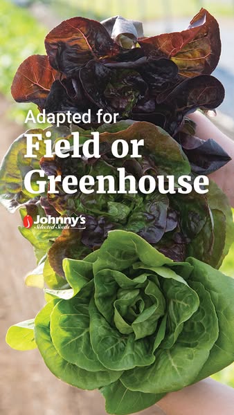 This ad features a close-up of lettuce heads being held in someone's hands. The text overlay states that the lettuce