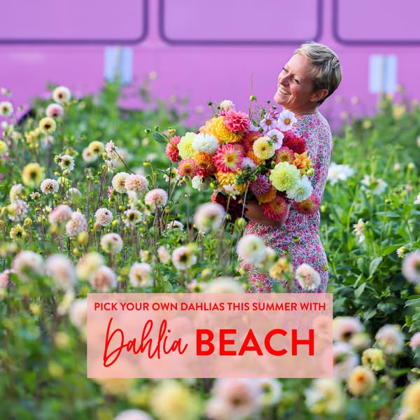 Dahlia Beach ad