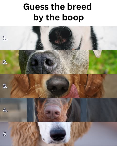 The ad is a quiz asking the viewer to guess the dog breed based on the dog's nose.
