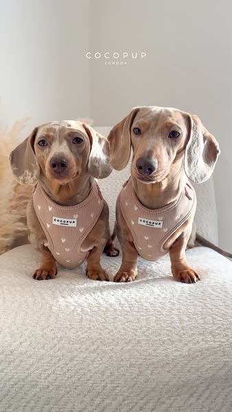 This ad features two small dachshunds in light pink harnesses. The ad is an eye-level shot of the dogs sitting side by s