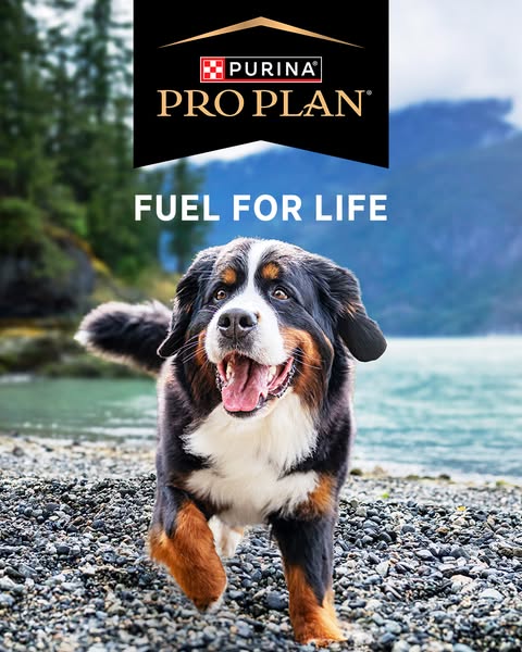 A close up shot of a dog running on a beach promotes Purina Pro Plan dog food.