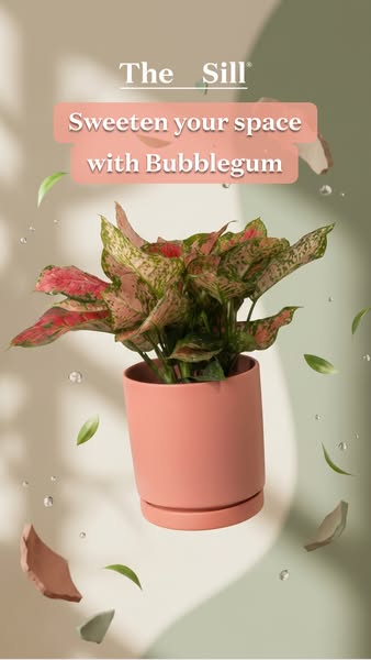 An image ad for The Sill features a pink bubblegum plant and pot, highlighted with simple text overlay.