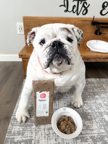 Eggnogthebulldog ad