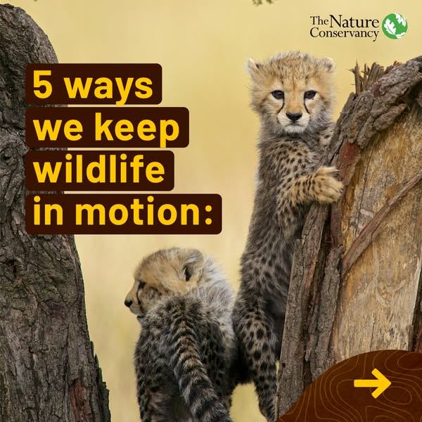 This image ad from The Nature Conservancy lists five ways they keep wildlife in motion, displayed over a photo of cheeta
