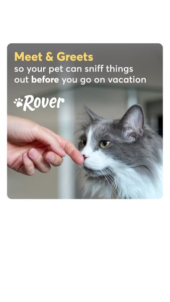 An image ad for Rover showing a human finger touching a cat's nose. The ad highlights the "Meet & Greet&quo