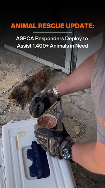 This ad shows an animal rescue update from the ASPCA, where responders are helping over 1,400 animals in need. The visua
