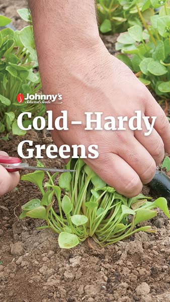 This ad shows a close up of a hand using scissors to harvest cold-hardy greens. The ad is intended to promote Johnny'