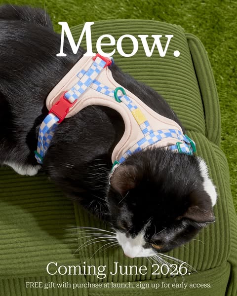 This ad shows a black and white cat laying on a green corduroy pillow wearing a light pink harness with a blue and white