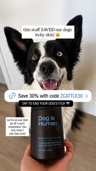 The Z Cattle Dogs ad