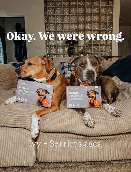 This ad features two dogs lying on a couch with Embark Dog Age Test boxes, implying the brand's test kits provided s