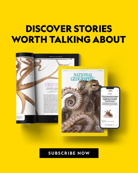 This ad is for National Geographic subscriptions, featuring images of octopuses on both a physical magazine and an onlin