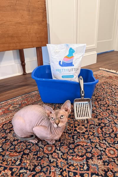 Remy The Hairless Cat ad