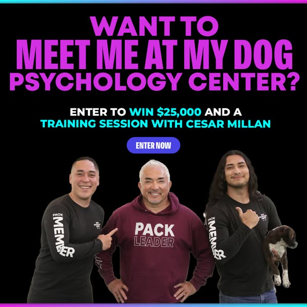 Cesar Millan ad