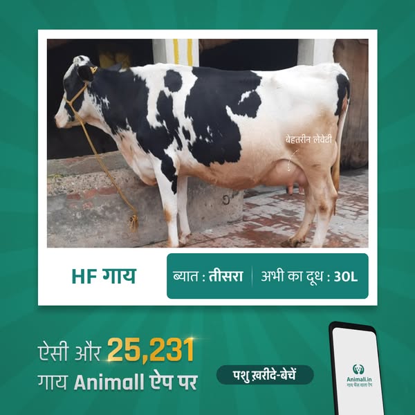 This ad for Animall features an image of a Holstein Friesian cow, highlighting its high milk production. The ad promotes