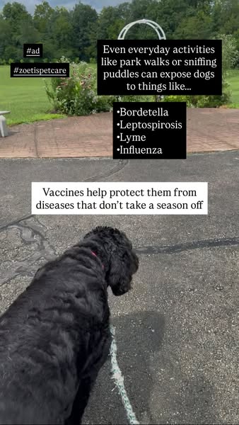 DogtorKristi ad