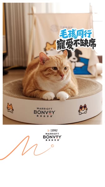 The ad features an orange cat resting on a Marriott Bonvoy-branded pet bed. The headline promotes Marriott Bonvoy as a p