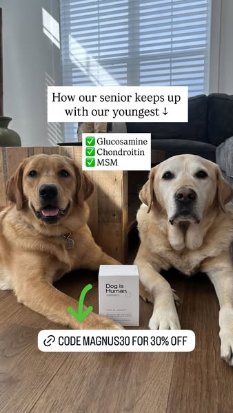 Magnus The Therapy Dog ad