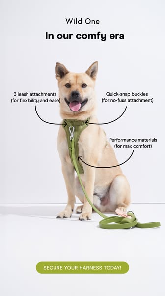 This ad showcases the Wild One dog harness, highlighting its key features such as multiple leash attachments, quick-snap