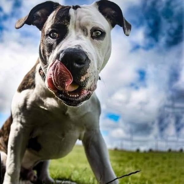 SouthendDogTraining ad