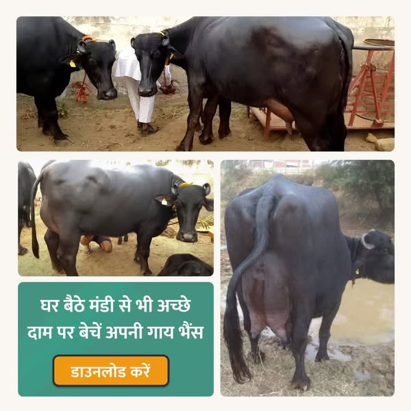 This image ad shows three photos of a buffalo and includes a CTA to download the app to sell your cows and buffaloes for