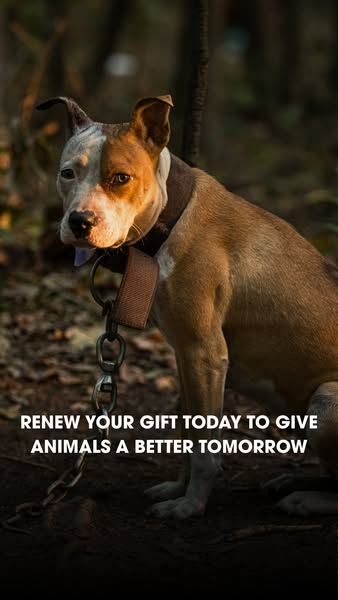 This image ad features a dog chained up in the woods and asks viewers to renew their gift to give animals a better tomor