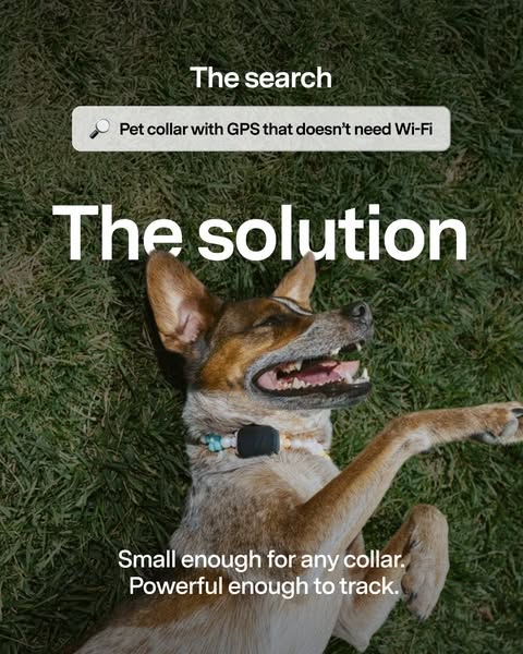 The ad highlights a common search for a pet collar with GPS that doesn't need Wi-Fi. The ad then introduces the solu