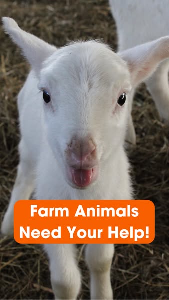 This is a close-up image of a young white goat with the text overlay in an orange rounded rectangle box: "Farm Anim