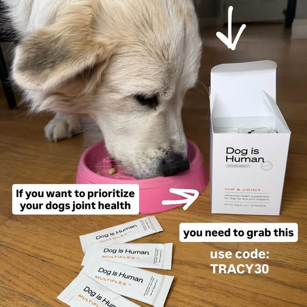 Dog is Human ad