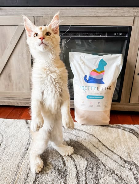 A Cat Named Fig ad
