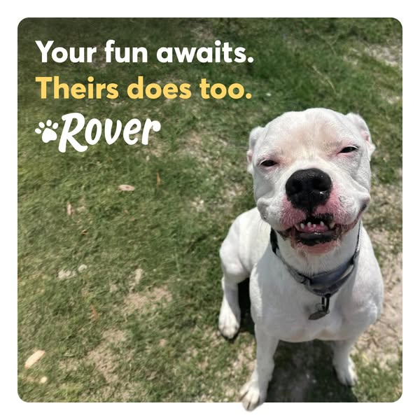This image ad for Rover features a happy dog with the headline 'Your fun awaits. Theirs does too.' The ad aims t