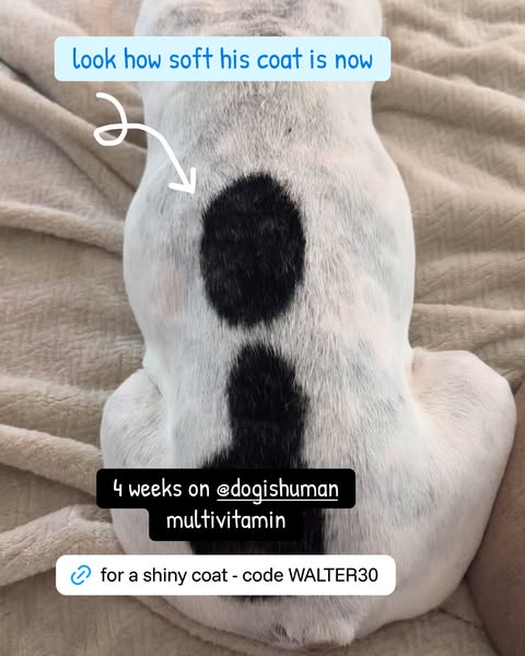 Walter Geoffrey ad