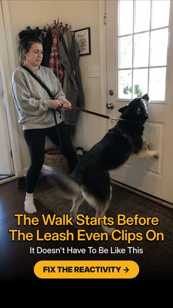 Tom Davis Dog Training ad