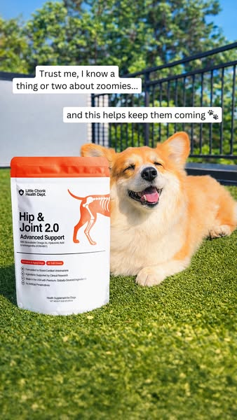 Maxine the Fluffy Corgi ad