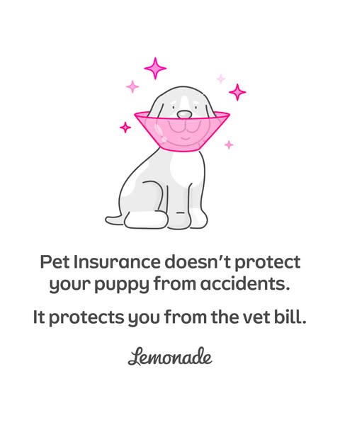 This ad uses an illustration of a puppy wearing a cone to highlight that pet insurance protects pet owners from vet bill
