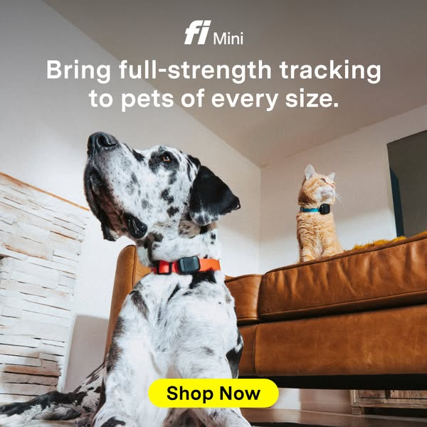This ad for Fi Mini features a Great Dane and a cat, both wearing Fi collars. The ad highlights the product's abilit