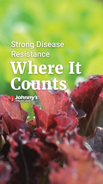 This image ad for Johnny's Selected Seeds highlights the strong disease resistance of their lettuce seeds, emphasizi