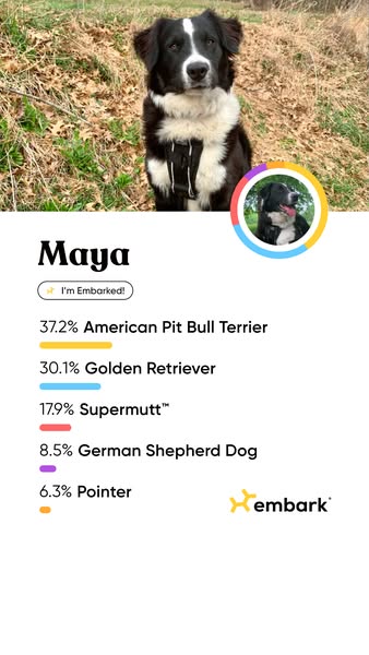 This image shows a dog, Maya, and the breed results that Embark produced for her. The results are shared in a simple lay