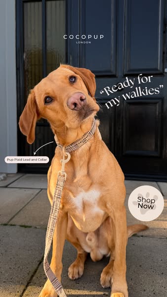 This ad features a Golden Retriever dog wearing a COCOPUP LONDON collar and leash. Text in the upper right corner of the