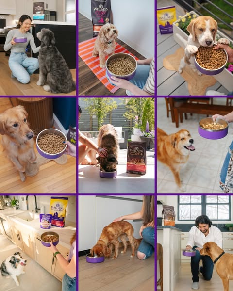 Wellness Pet ad