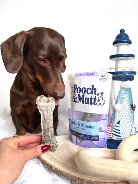 frankie_dachshund03 ad