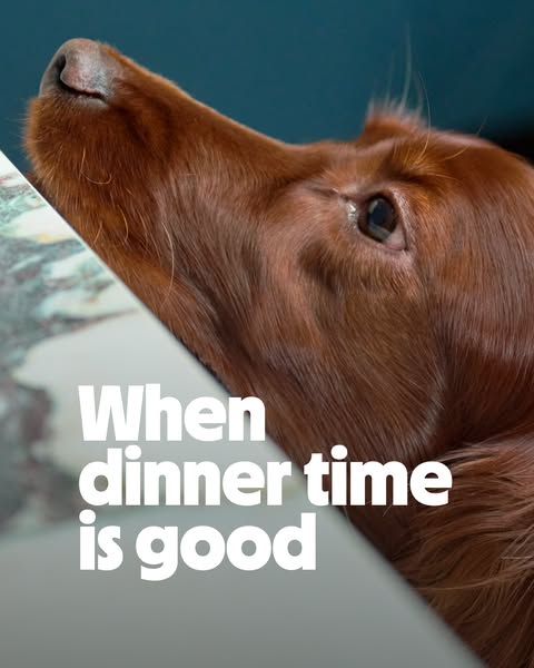 This image ad features a close-up of a dog looking at food on a table. The ad suggests the brand's food provides a s