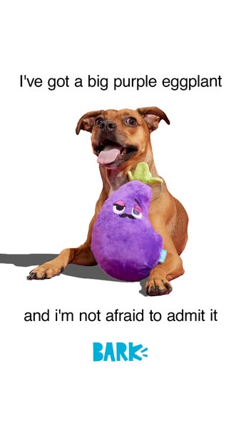This ad features a dog with a plush eggplant toy from BarkBox. The text "I've got a big purple eggplant and I