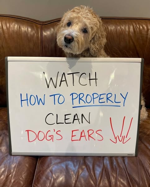 PupLabs ad