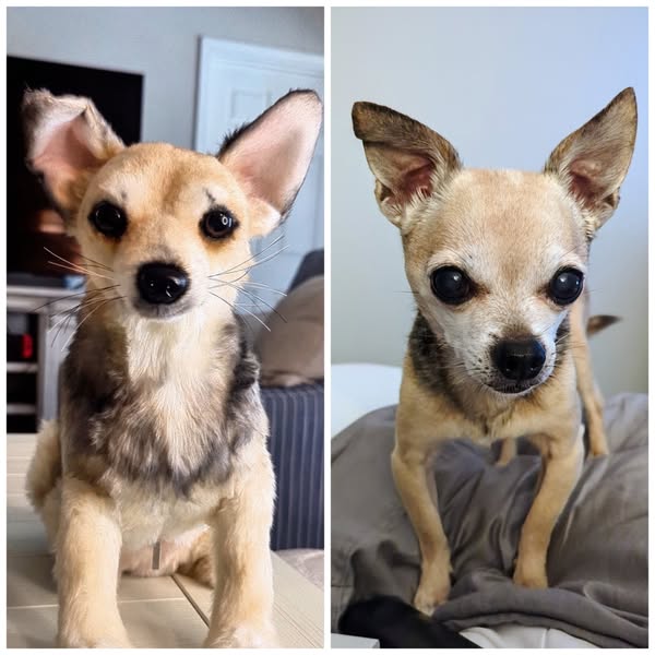 A before and after image of a small tan and black dog with large ears, seemingly displaying a 'before' and '