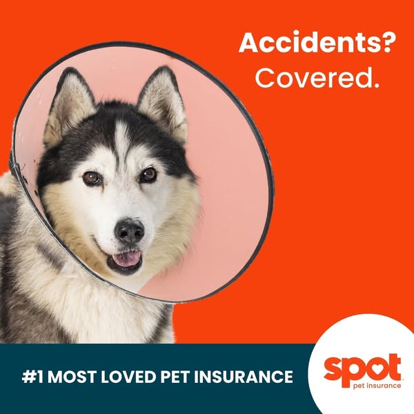 Spot Pet Insurance ad