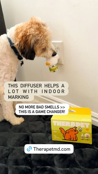 piggiebully ad