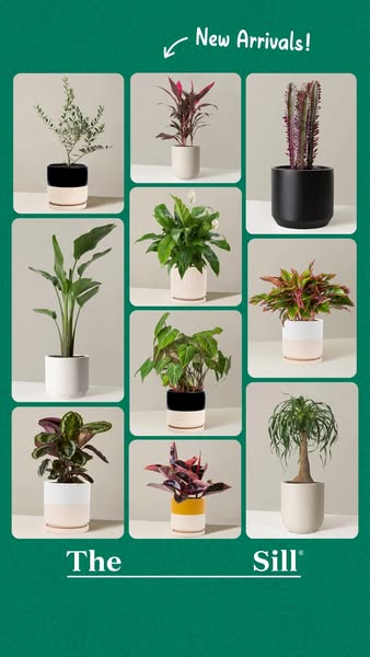 This ad showcases a variety of potted plants from The Sill, highlighting their new arrivals. The ad uses a grid layout t