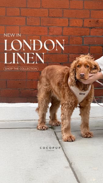 This ad showcases Cocopup's London Linen collection, specifically a striped dog harness. The image features a well-g